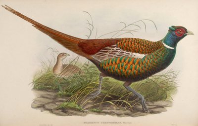 Phasianus chrysomelas = Phasianus colchicus chrysomelas by John Gould